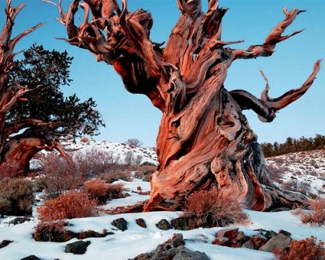 самое старое дерево